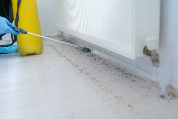 Best Termite Control Services  in Rockledge, PA